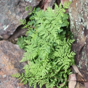 Cheilanthes austrotenuifolia at Cook, ACT - 13 Jun 2020