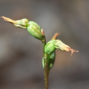 Corunastylis clivicola at Bruce, ACT - suppressed