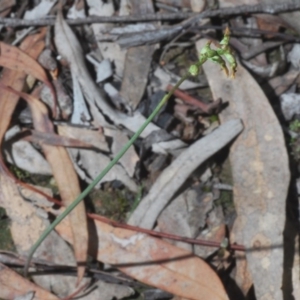 Corunastylis clivicola at Bruce, ACT - suppressed