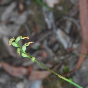 Corunastylis clivicola at Bruce, ACT - suppressed