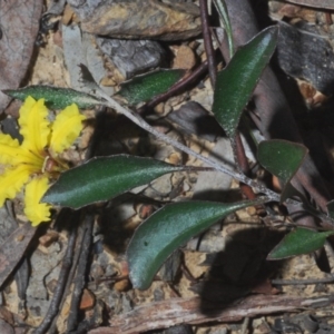 Goodenia hederacea at Bruce, ACT - 6 Jun 2020