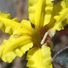 Goodenia hederacea at Bruce, ACT - 6 Jun 2020