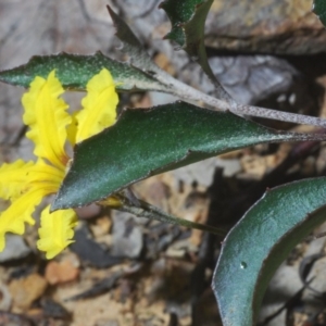 Goodenia hederacea at Bruce, ACT - 6 Jun 2020