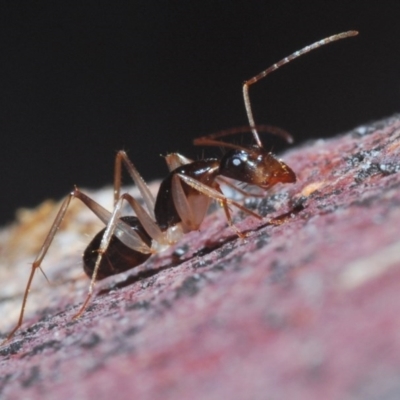 Camponotus claripes (Pale-legged sugar ant) at Mount Jerrabomberra - 7 Jun 2020 by Harrisi