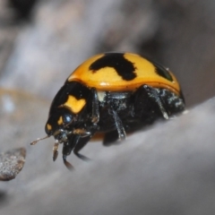 Coccinella transversalis (Transverse Ladybird) at Mullion, NSW - 13 Jun 2020 by Harrisi