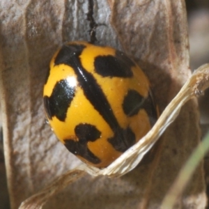 Coccinella transversalis at Mullion, NSW - 13 Jun 2020 01:13 PM