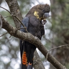 Calyptorhynchus lathami lathami (Glossy Black-Cockatoo) at Penrose, NSW - 13 Jun 2020 by Aussiegall