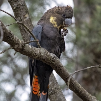 Calyptorhynchus lathami lathami (Glossy Black-Cockatoo) at Penrose, NSW - 13 Jun 2020 by Aussiegall