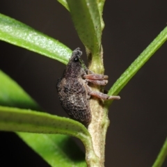 Gonipterus sp. (genus) (Eucalyptus Weevil) at ANBG - 12 Jun 2020 by TimL