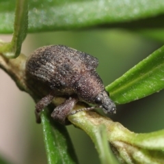 Gonipterus sp. (genus) at Acton, ACT - 12 Jun 2020