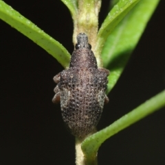 Gonipterus sp. (genus) at Acton, ACT - 12 Jun 2020 12:32 PM