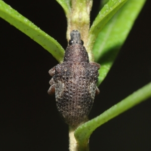 Gonipterus sp. (genus) at Acton, ACT - 12 Jun 2020