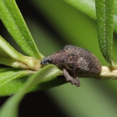 Gonipterus sp. (genus) at Acton, ACT - 12 Jun 2020 12:32 PM