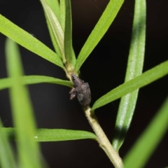 Gonipterus sp. (genus) at Acton, ACT - 12 Jun 2020