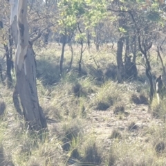 Wallabia bicolor (Swamp Wallaby) at Amaroo, ACT - 8 Jun 2020 by markrattigan