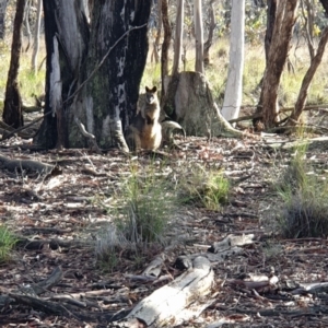 Wallabia bicolor at Amaroo, ACT - 13 Jun 2020