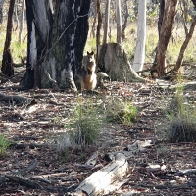 Wallabia bicolor (Swamp Wallaby) at Amaroo, ACT - 13 Jun 2020 by markrattigan