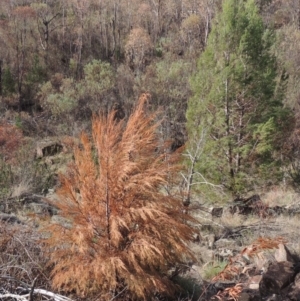 Callitris endlicheri at Tuggeranong DC, ACT - 20 Feb 2020