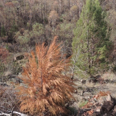 Callitris endlicheri (Black Cypress Pine) at Tuggeranong DC, ACT - 20 Feb 2020 by michaelb