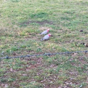 Eolophus roseicapilla at Curtin, ACT - 14 Jun 2020