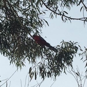 Platycercus elegans at Deakin, ACT - 6 Jun 2020