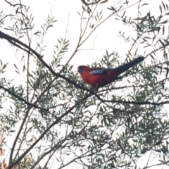 Platycercus elegans at Deakin, ACT - 6 Jun 2020