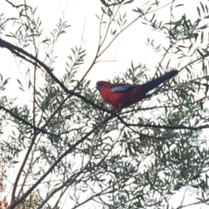 Platycercus elegans at Deakin, ACT - 6 Jun 2020