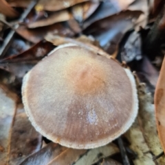 Cortinarius sp. (Cortinarius) at Callala Beach, NSW - 14 Jun 2020 by AaronClausen