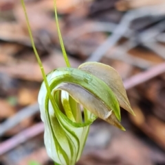 Pterostylis grandiflora (Cobra Greenhood) at Callala Beach, NSW - 14 Jun 2020 by AaronClausen