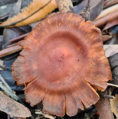 Cortinarius sp. (Cortinarius) at Vincentia, NSW - 14 Jun 2020 by AaronClausen