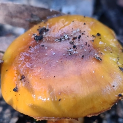 Cortinarius sinapicolor (Slimy Yellow Cortinar) at Callala Beach, NSW - 14 Jun 2020 by AaronClausen