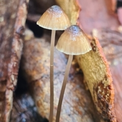 Mycena cystidiosa (Mycena cystidiosa) at Callala Beach, NSW - 14 Jun 2020 by AaronClausen