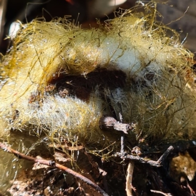 Spinellus sp. (Pin Mould) at Callala Beach, NSW - 14 Jun 2020 by AaronClausen