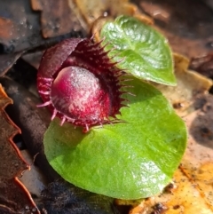 Corysanthes fimbriata (Fringed Helmet Orchid) at Callala Beach, NSW - 14 Jun 2020 by AaronClausen