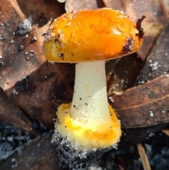 Amanita xanthocephala (Vermilion grisette) at Callala Beach, NSW - 14 Jun 2020 by AaronClausen