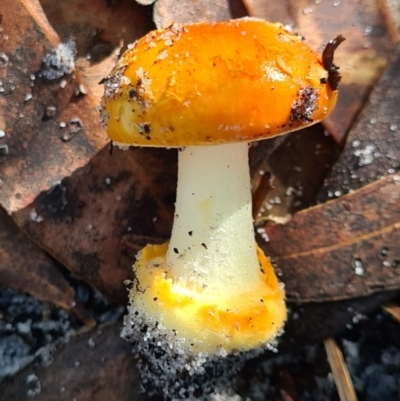 Amanita xanthocephala (Vermilion grisette) at Callala Beach, NSW - 13 Jun 2020 by AaronClausen