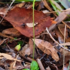 Pterostylis hispidula (Small Nodding Greenhood) at Callala Beach, NSW - 14 Jun 2020 by AaronClausen