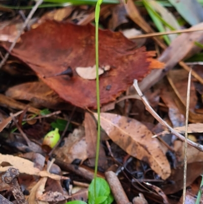 Pterostylis hispidula (Small Nodding Greenhood) at Callala Beach, NSW - 14 Jun 2020 by AaronClausen