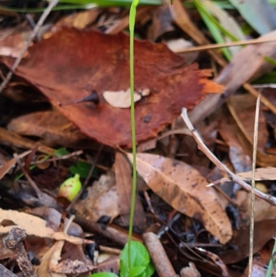 Pterostylis hispidula (Small Nodding Greenhood) at Callala Beach, NSW - 13 Jun 2020 by AaronClausen