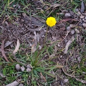 Craspedia variabilis at Gundaroo, NSW - 10 Jun 2020