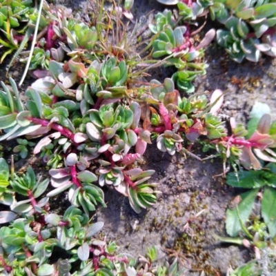 Portulaca oleracea (Pigweed, Purslane) at Gundaroo, NSW - 18 May 2020 by MaartjeSevenster