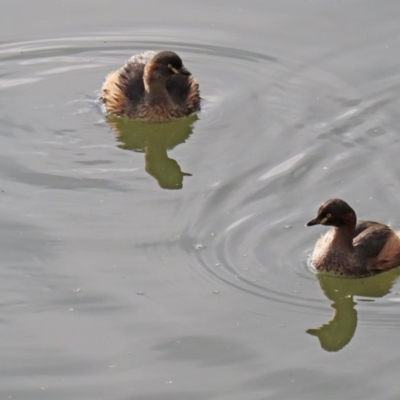 Tachybaptus novaehollandiae (Australasian Grebe) at Fyshwick, ACT - 12 Jun 2020 by RodDeb