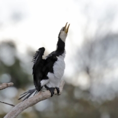 Microcarbo melanoleucos (Little Pied Cormorant) at Fyshwick, ACT - 12 Jun 2020 by RodDeb
