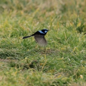 Malurus cyaneus at Fyshwick, ACT - 12 Jun 2020