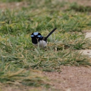 Malurus cyaneus at Fyshwick, ACT - 12 Jun 2020