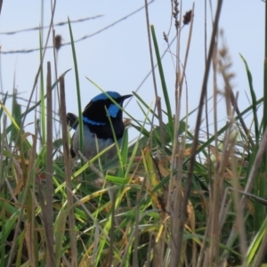 Malurus cyaneus at Fyshwick, ACT - 12 Jun 2020