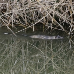 Hydromys chrysogaster (Rakali or Water Rat) at Fyshwick, ACT - 12 Jun 2020 by RodDeb