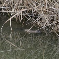 Hydromys chrysogaster at Fyshwick, ACT - 12 Jun 2020