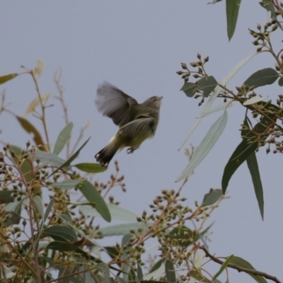 Smicrornis brevirostris (Weebill) at Fyshwick, ACT - 12 Jun 2020 by RodDeb