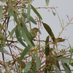 Smicrornis brevirostris at Fyshwick, ACT - 12 Jun 2020